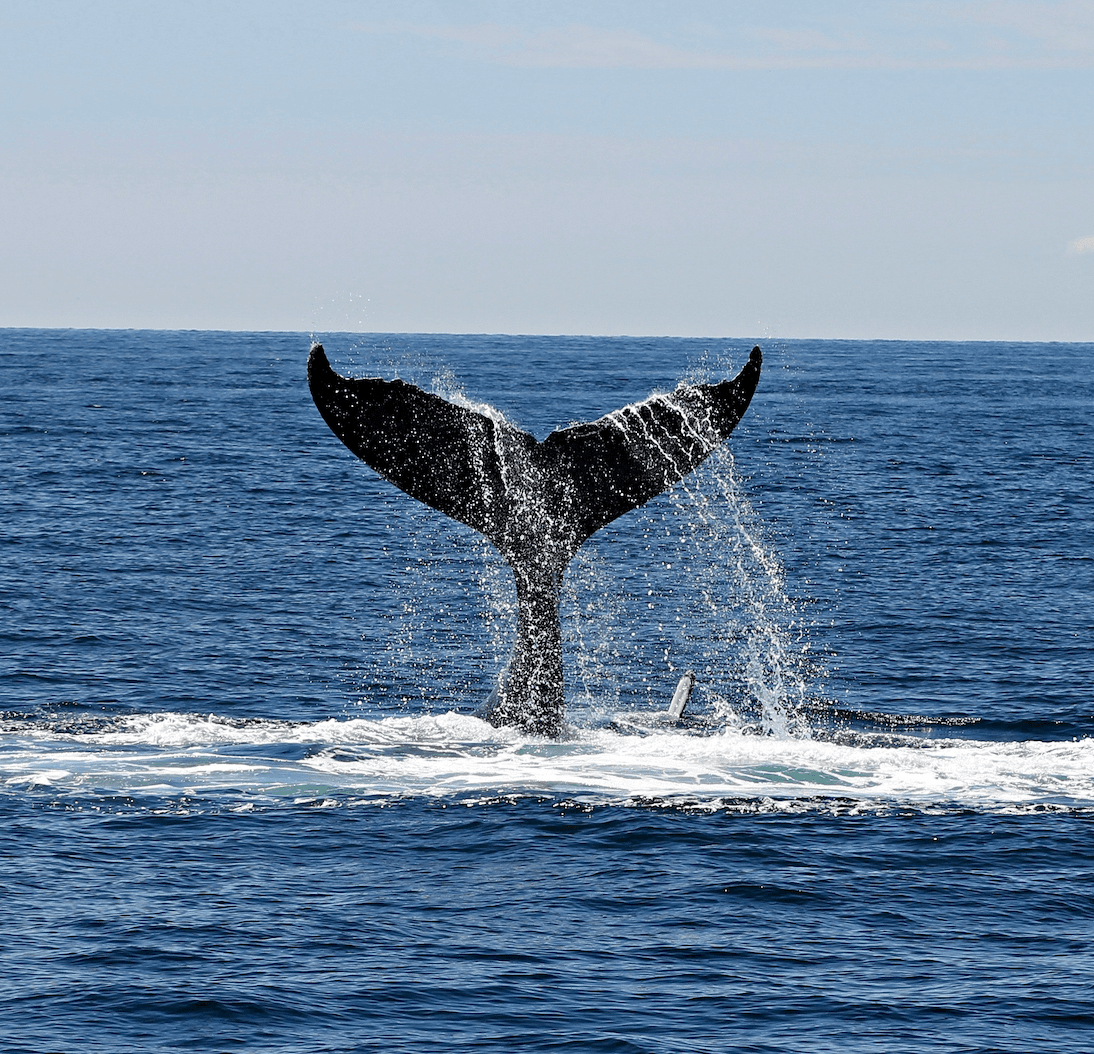 Whale watching 